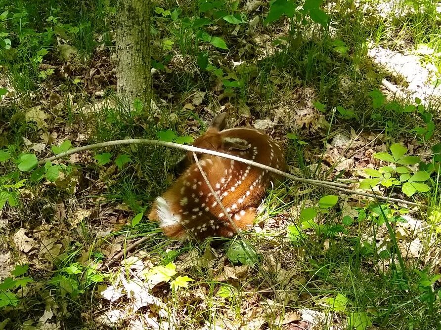 Fawn