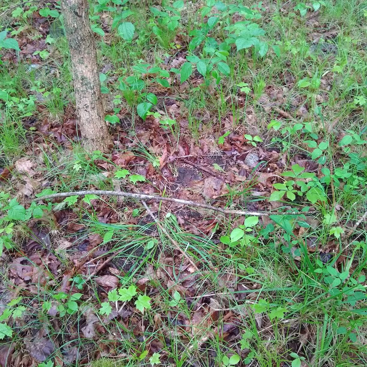 Deer bed