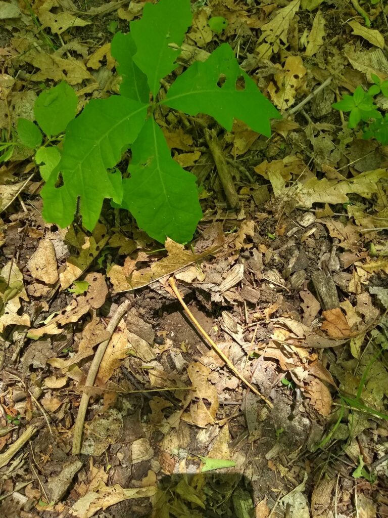 Tracks